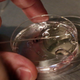 Human embryos in a petri dish.